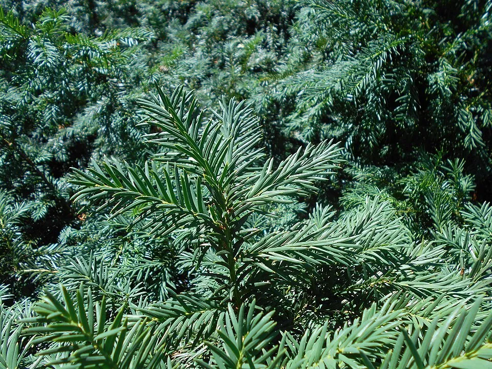 Terülő tiszafa / Taxus baccata 'Repandens'