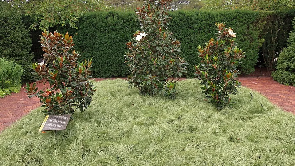 Oszlopos tiszafa / Taxus x media 'Hicksii'
