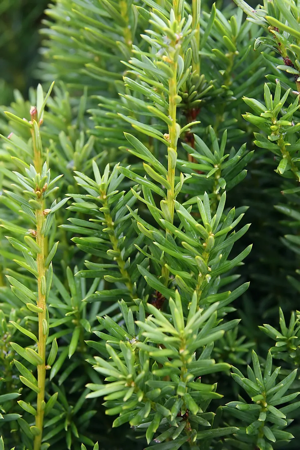 Oszlopos tiszafa / Taxus x media 'Hicksii'