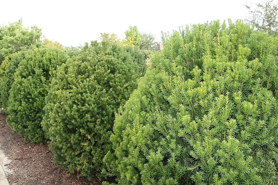 Oszlopos tiszafa / Taxus x media 'Hicksii'