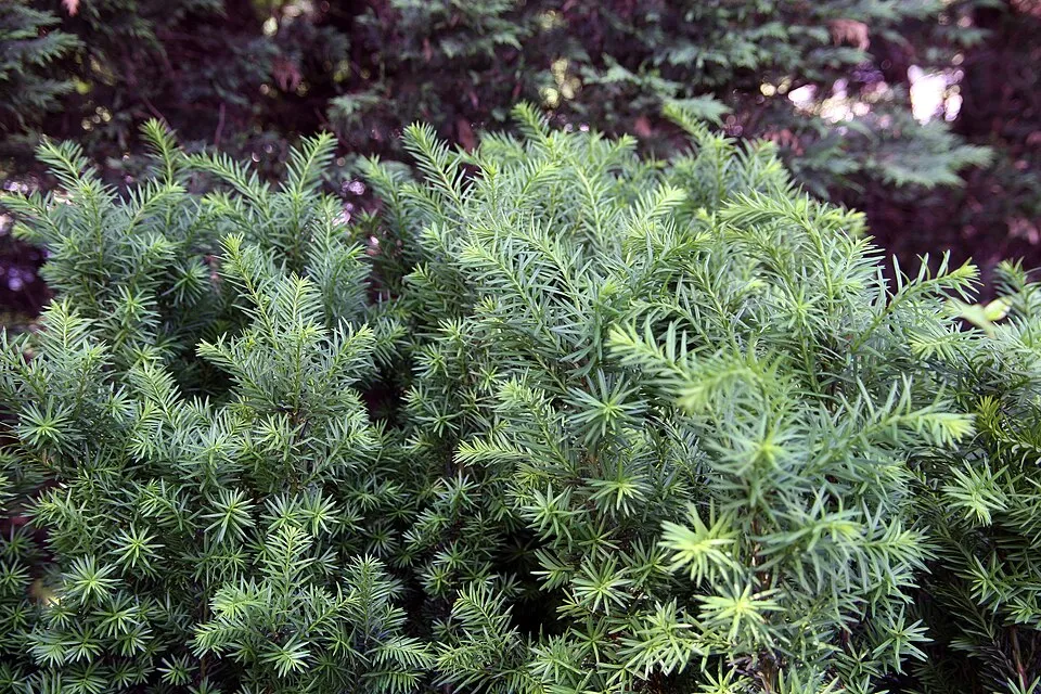 Oszlopos tiszafa / Taxus x media 'Hicksii'