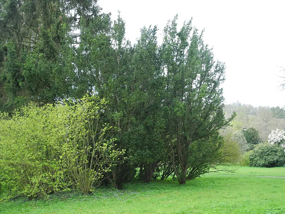 Oszlopos tiszafa / Taxus x media 'Hicksii'