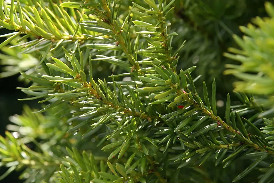 Oszlopos tiszafa / Taxus x media 'Hicksii'