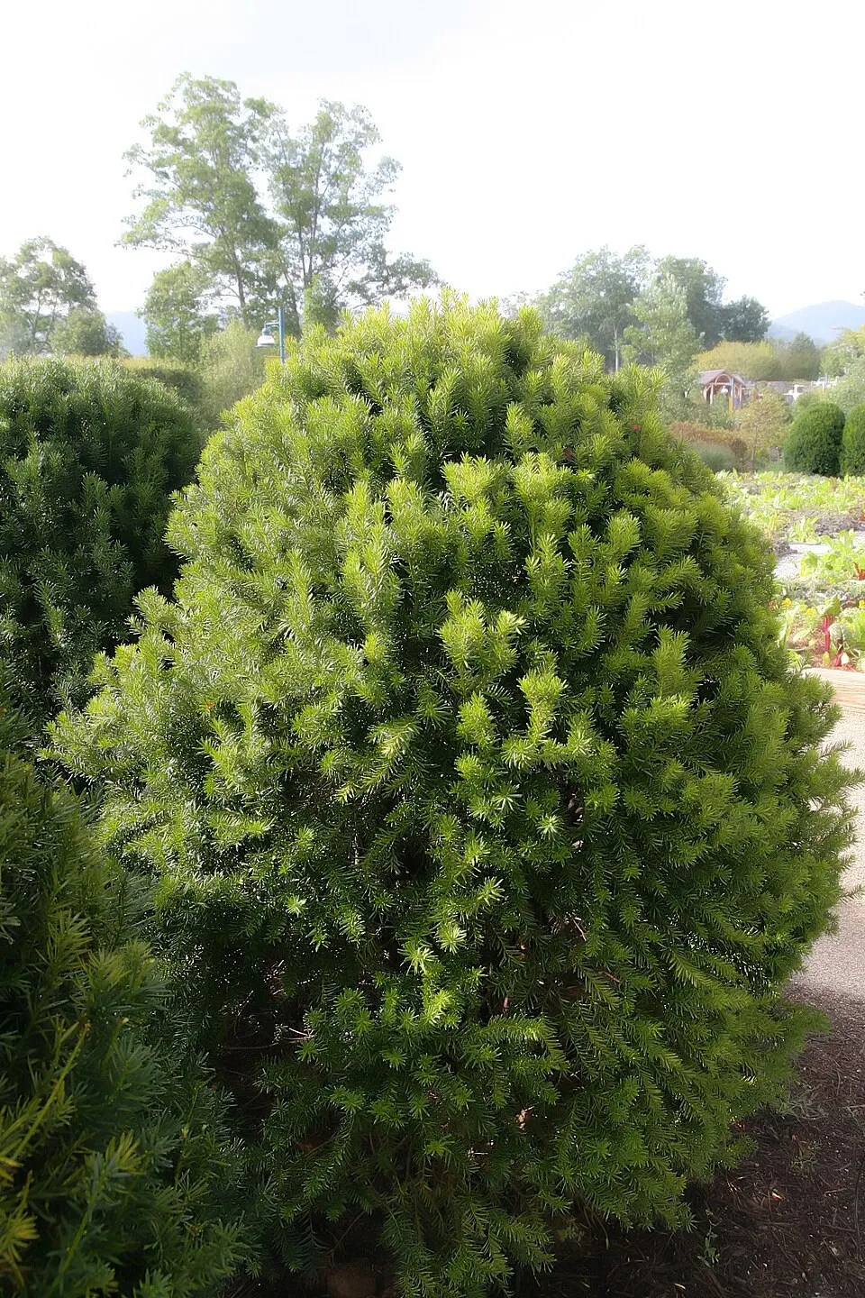 Oszlopos tiszafa / Taxus x media 'Hicksii'