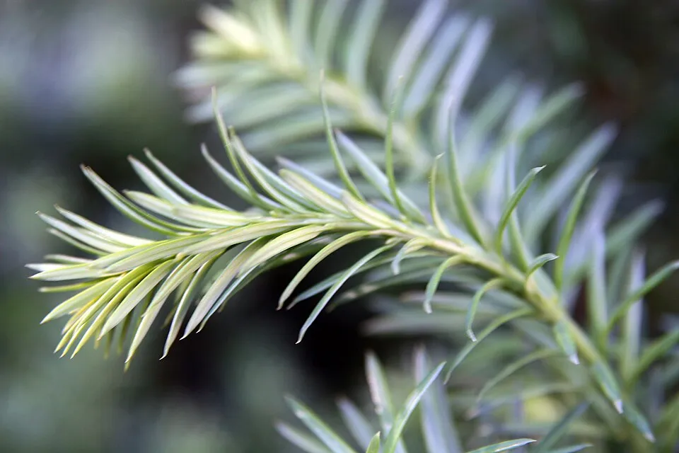 Oszlopos tiszafa / Taxus x media 'Hicksii'