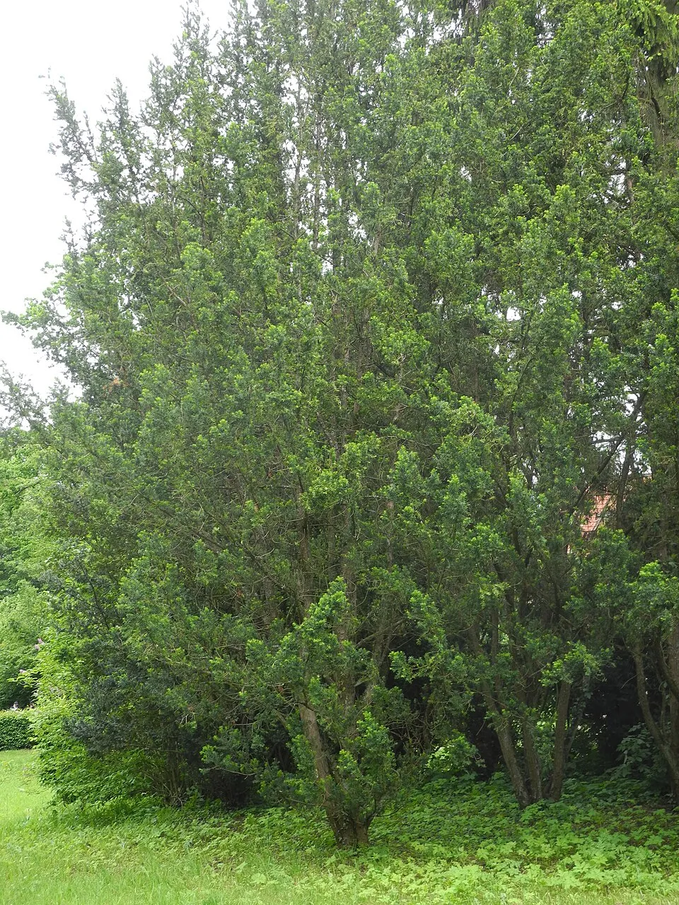Oszlopos tiszafa / Taxus x media 'Hicksii'