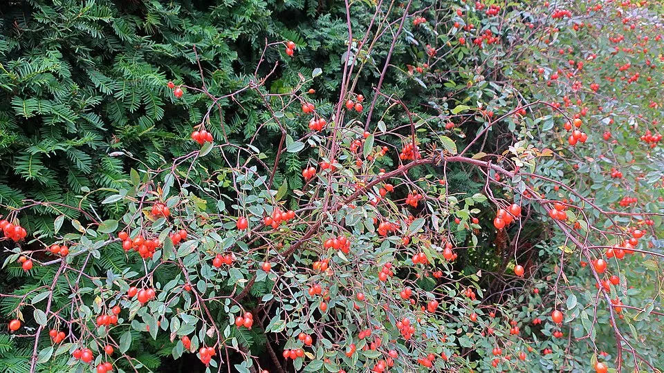 Oszlopos tiszafa / Taxus x media 'Hicksii'