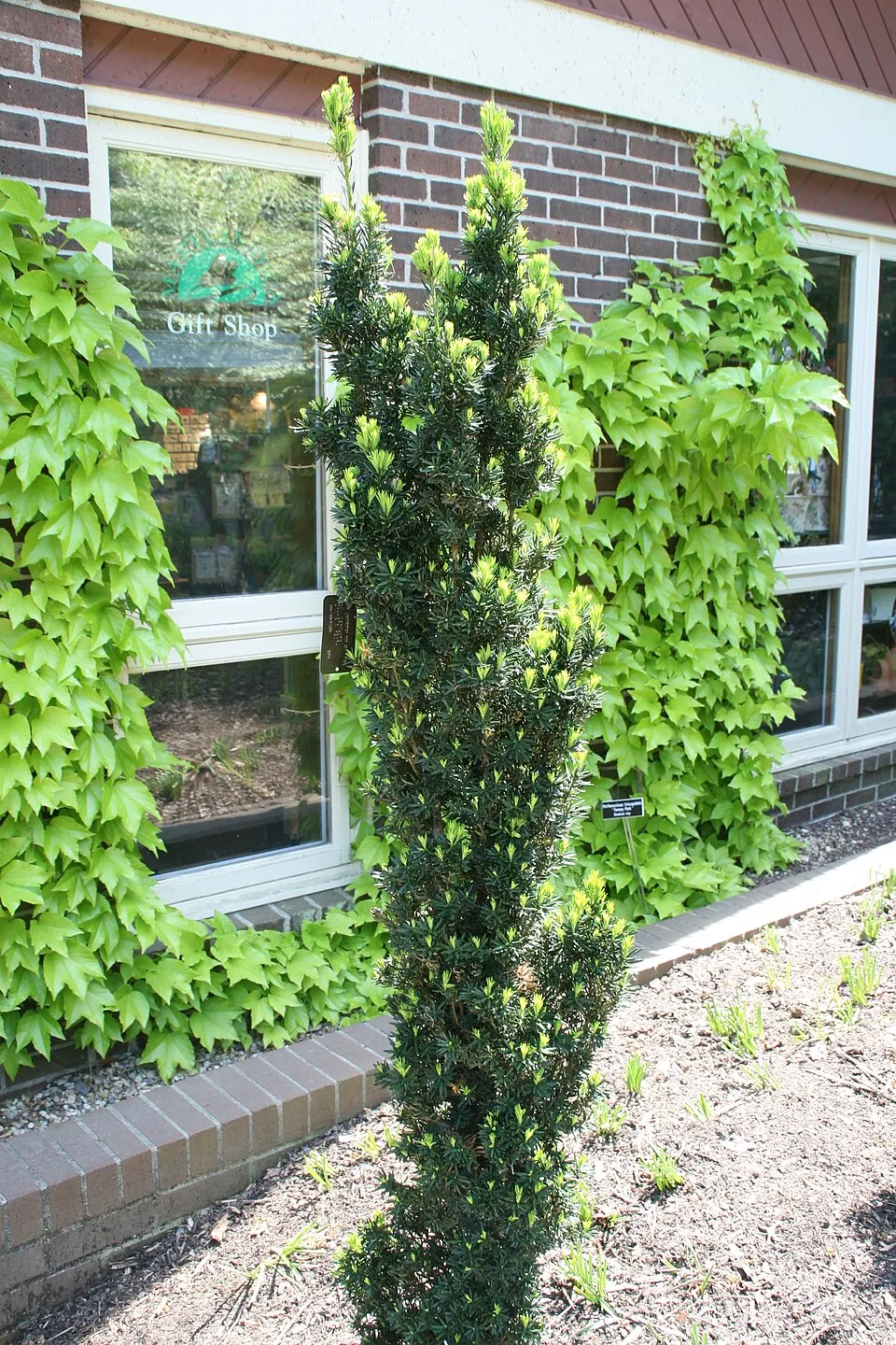 Oszlopos tiszafa / Taxus x media 'Hillii'