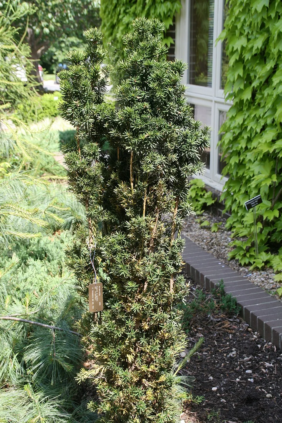 Oszlopos tiszafa / Taxus x media 'Hillii'
