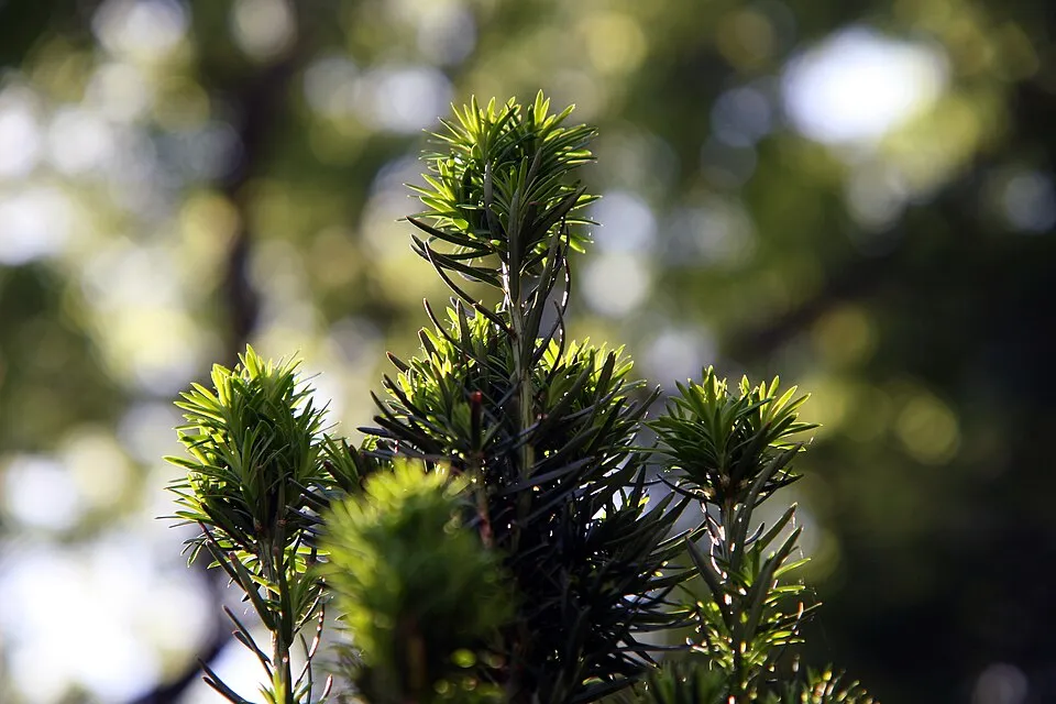 Oszlopos tiszafa / Taxus x media 'Hillii'