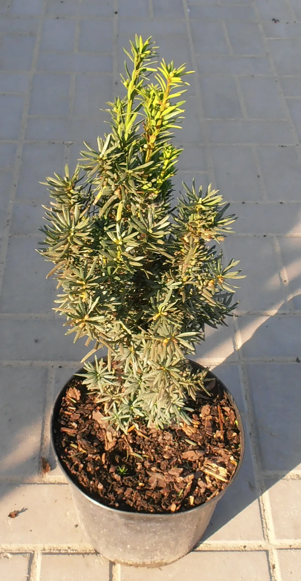Oszlopos tiszafa / Taxus x media 'Hillii'