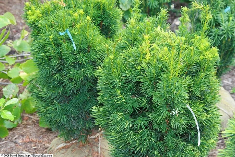 Oszlopos tiszafa / Taxus x media 'Hillii'