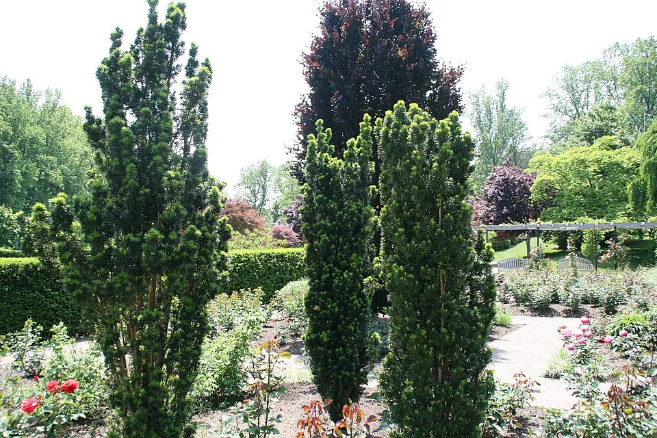 Oszlopos tiszafa / Taxus x media 'Hillii'