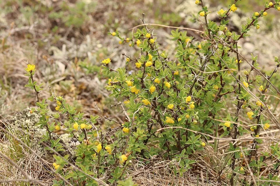 Örökzöld borbolya / Berberis x media 'Parkjuweel'