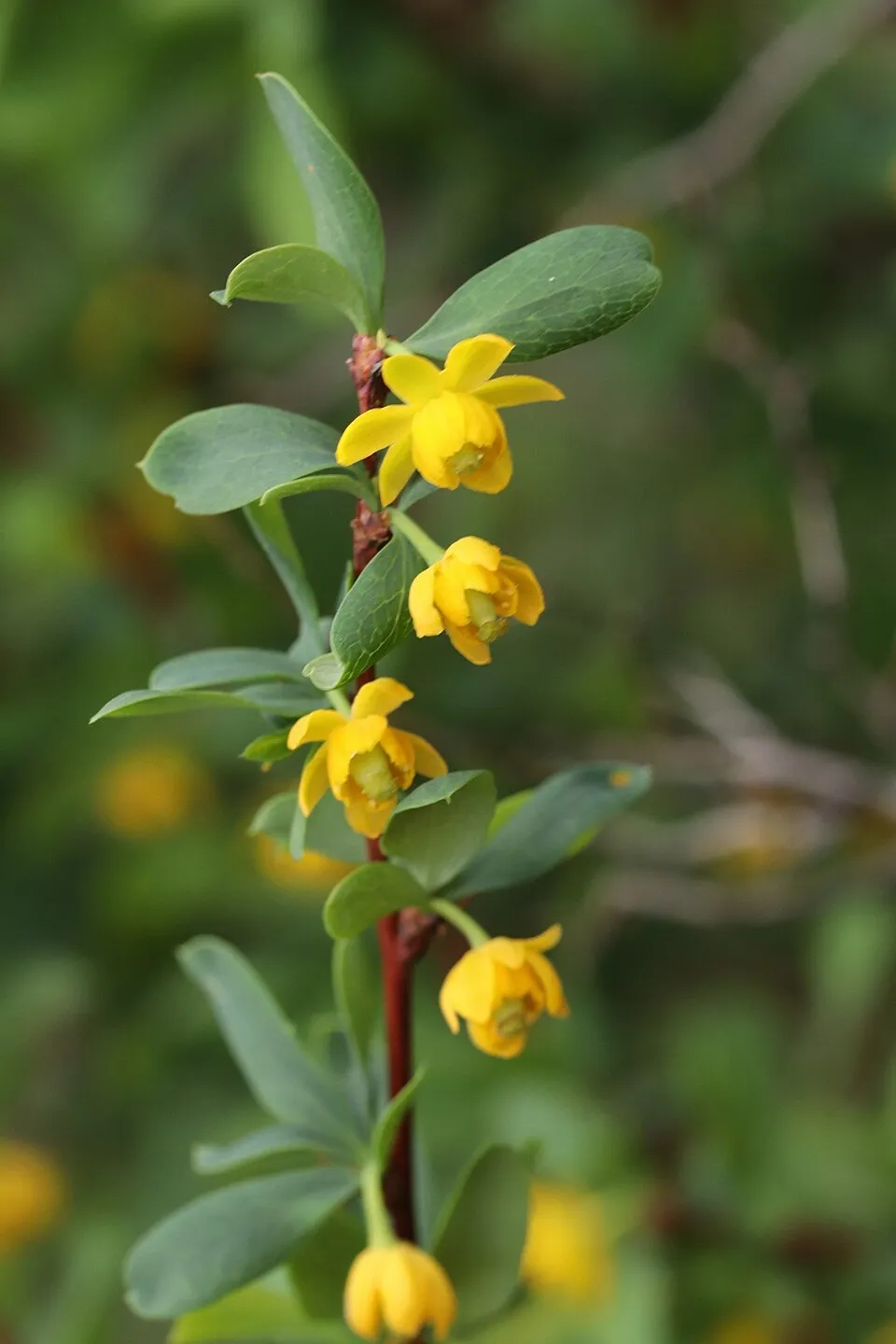 Örökzöld borbolya / Berberis x media 'Parkjuweel'