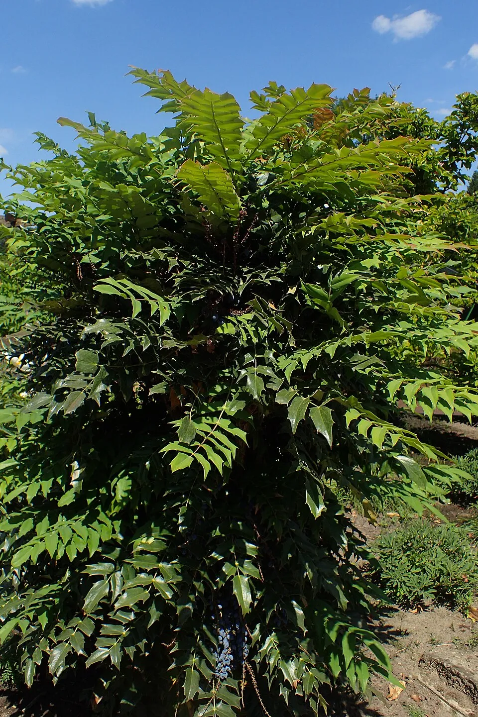 Örökzöld borbolya / Berberis x media 'Parkjuweel'