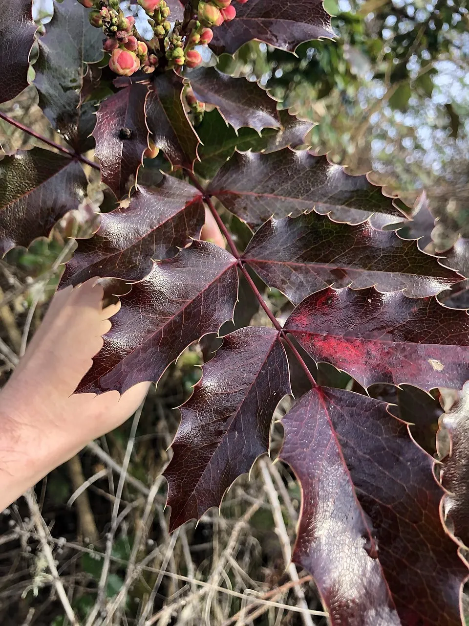 Örökzöld borbolya / Berberis x media 'Parkjuweel'