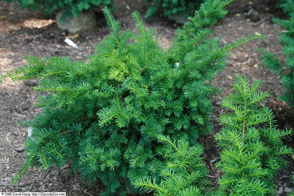 Oszlopos tiszafa / Taxus x media 'Hillii'