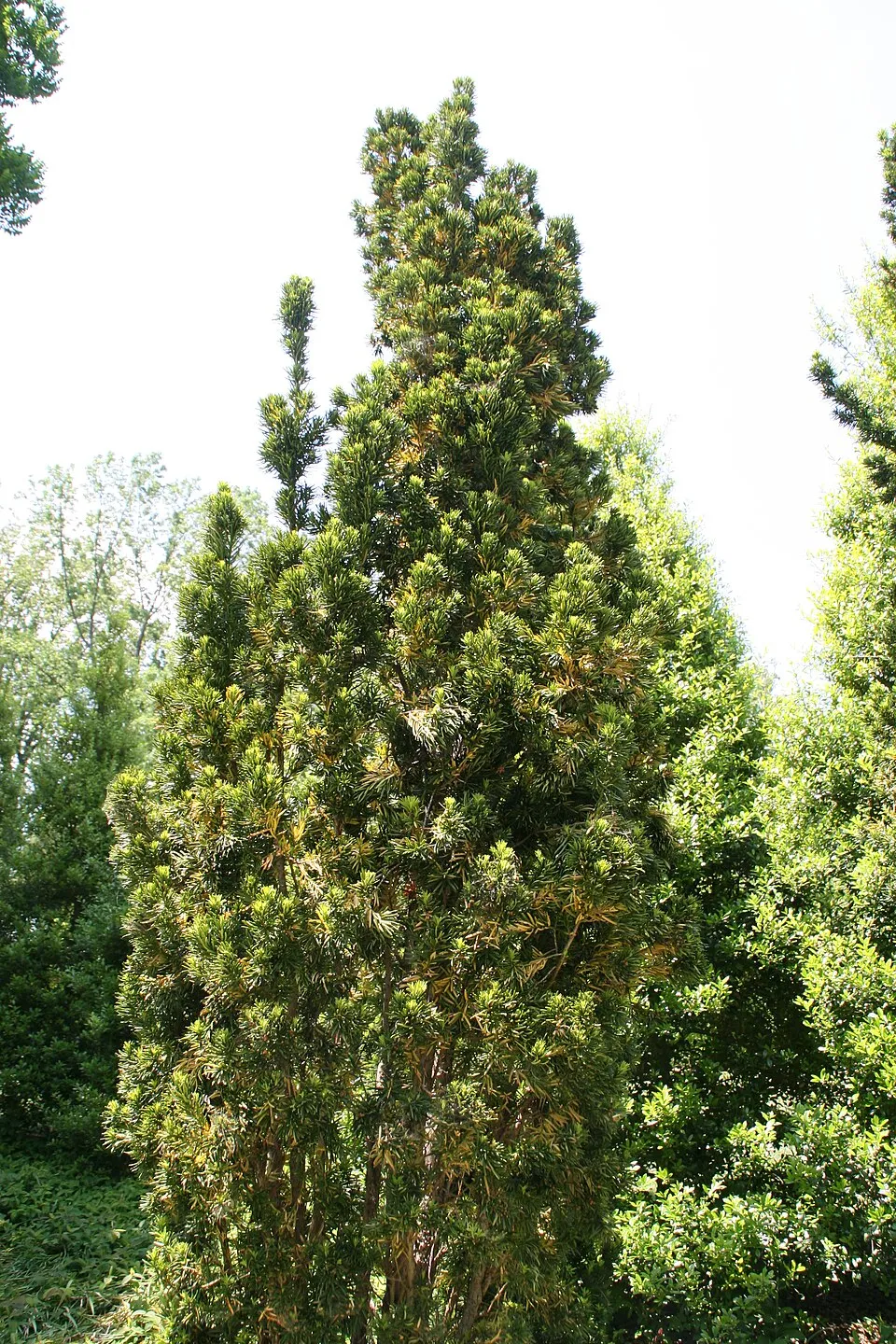 Oszlopos tiszafa / Taxus x media 'Hillii'