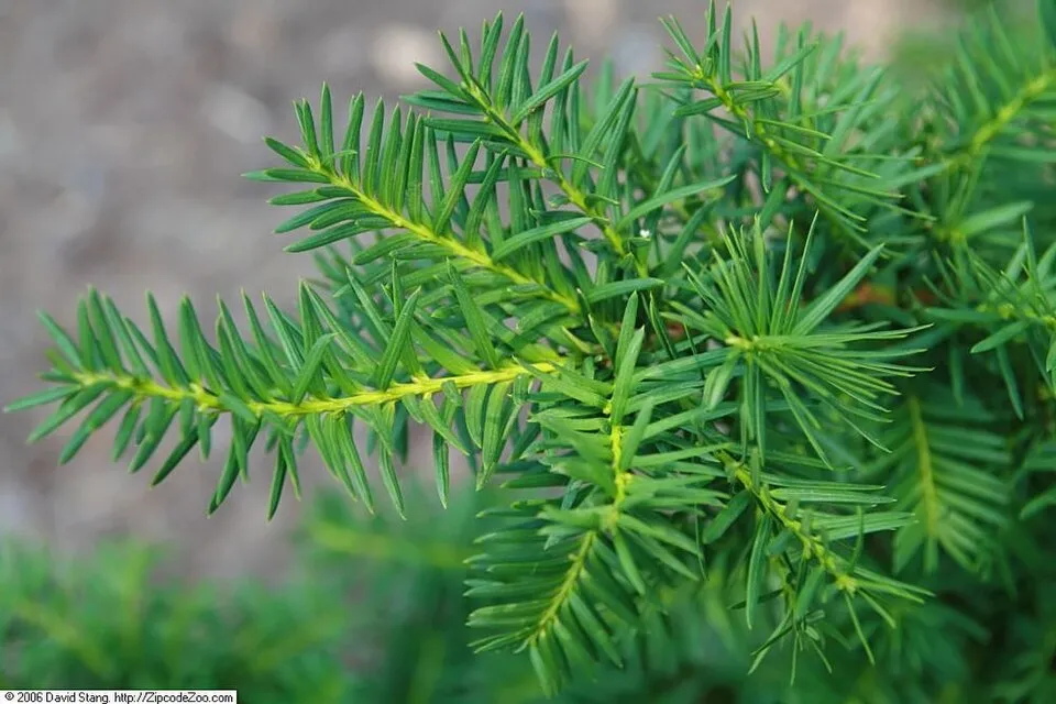 Oszlopos tiszafa / Taxus x media 'Hillii'