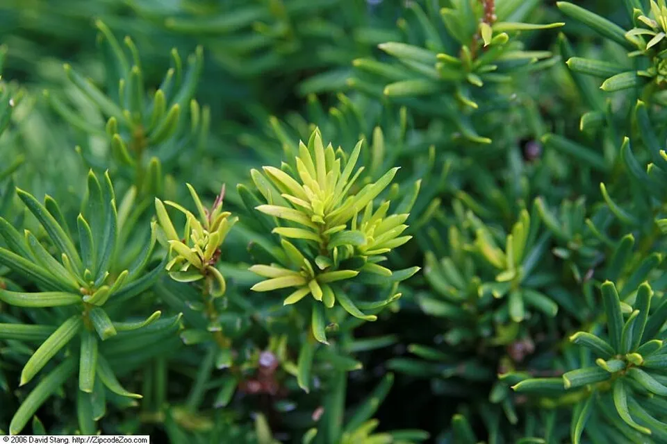 Oszlopos tiszafa / Taxus x media 'Hillii'