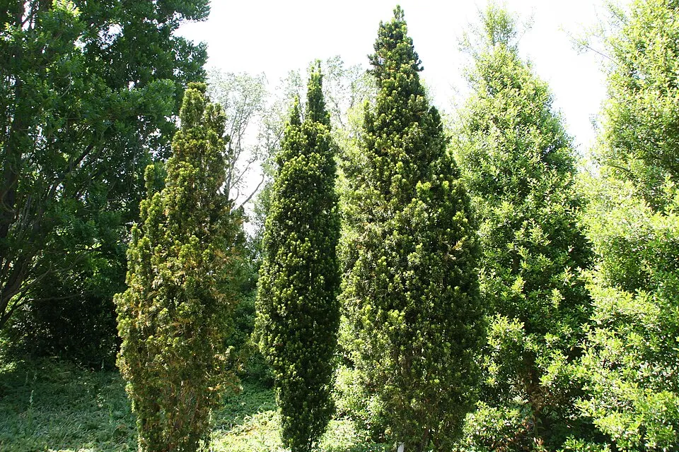 Oszlopos tiszafa / Taxus x media 'Hillii'