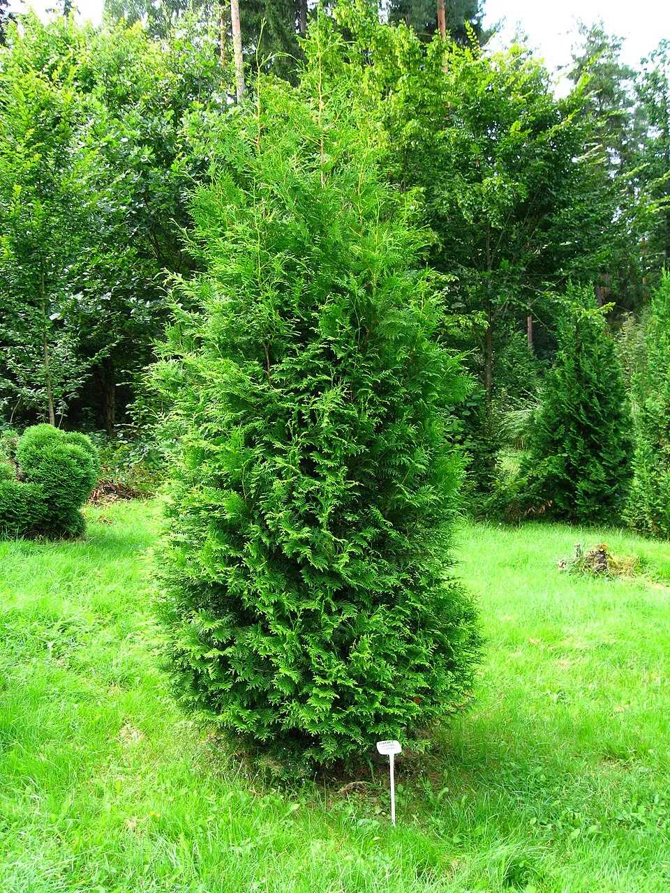 'Brabant' sövénytuja / Thuja occidentalis 'Brabant'