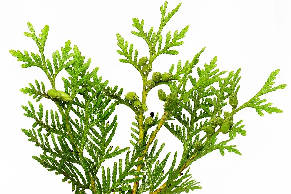 'Brabant' sövénytuja / Thuja occidentalis 'Brabant'