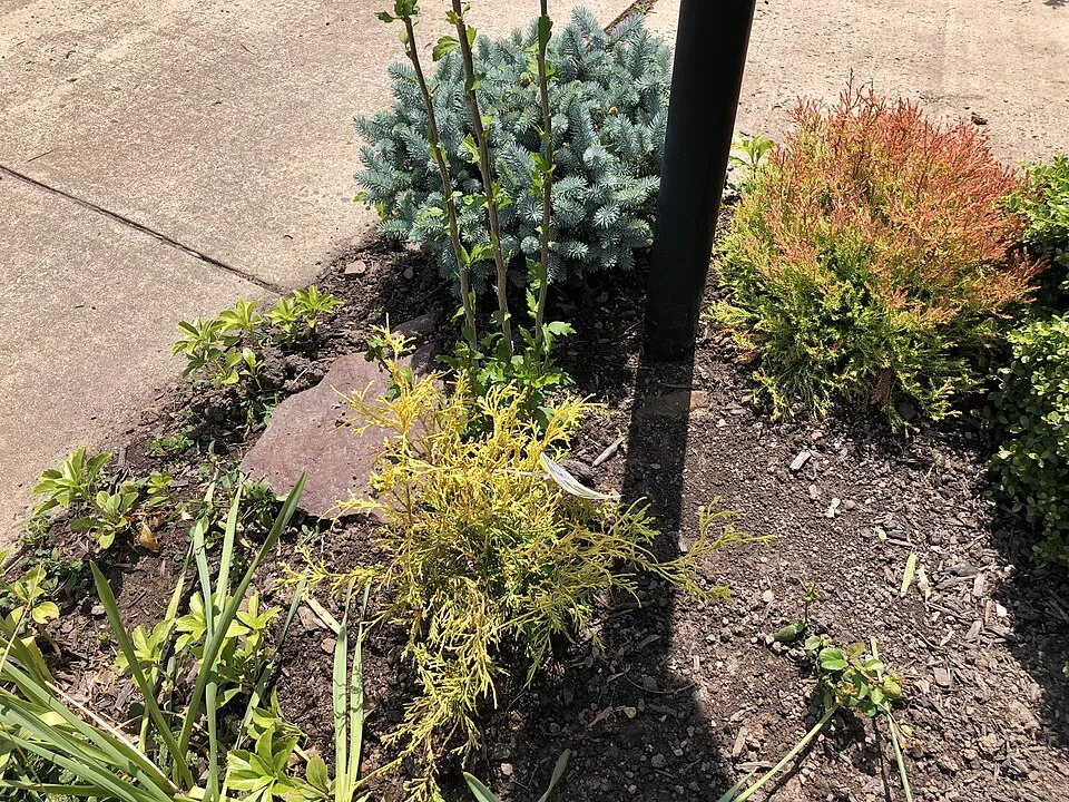 Sárga gömbtuja / Thuja occidentalis 'Golden Globe'