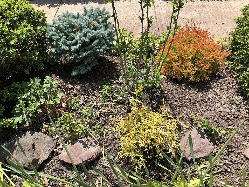 Sárga gömbtuja / Thuja occidentalis 'Golden Globe'