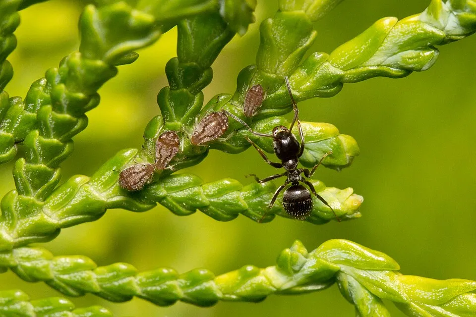 Sárga oszlopos tuja / Thuja occidentalis 'Jantar'