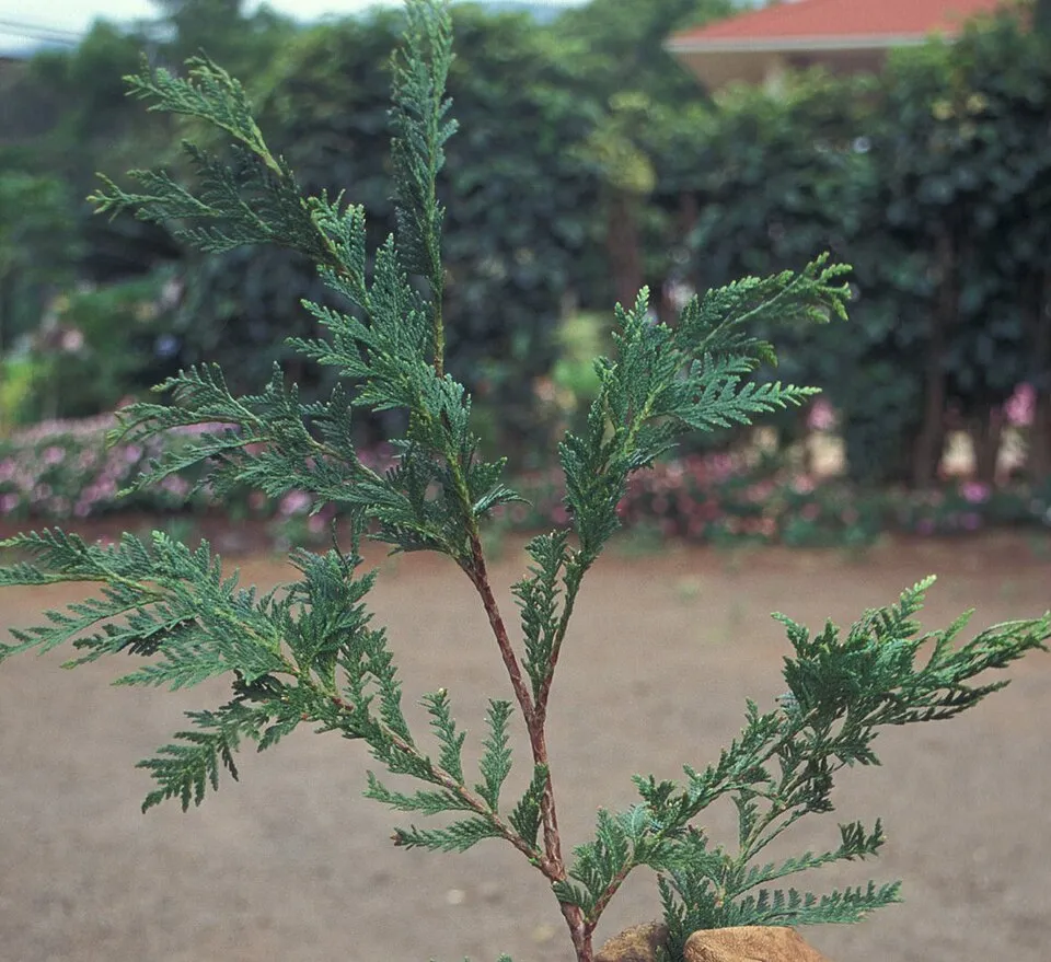Sárga oszlopos tuja / Thuja occidentalis 'Jantar'