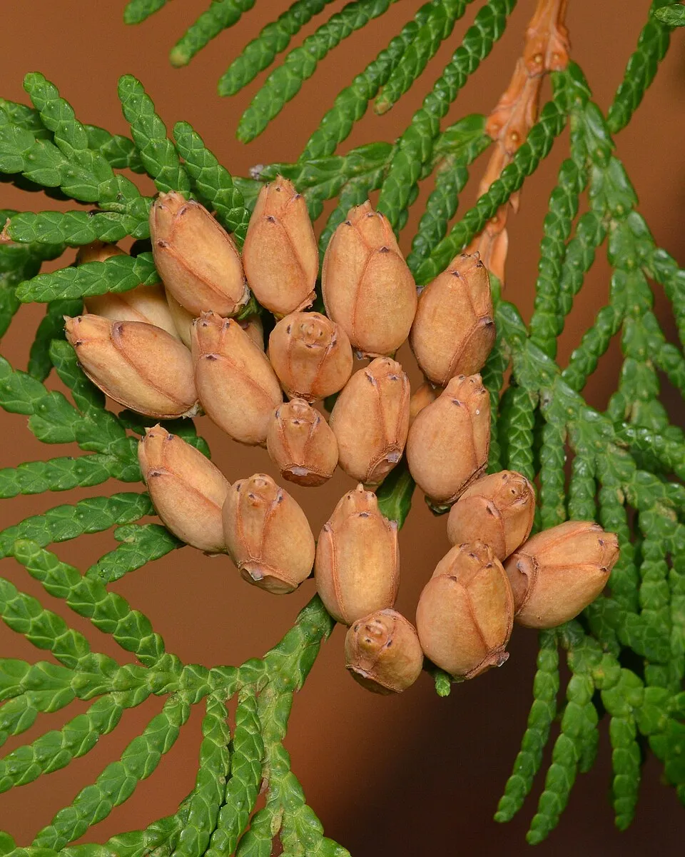 Zöld gömbtuja / Thuja occidentalis 'Little Champion'