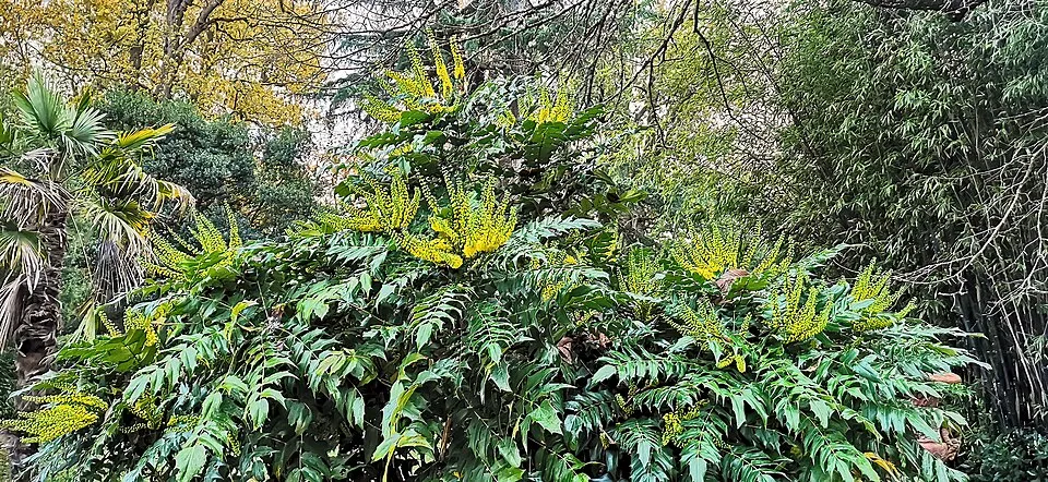 Bordó levelű, örökzöld borbolya / Berberis x media 'Red Jewel'