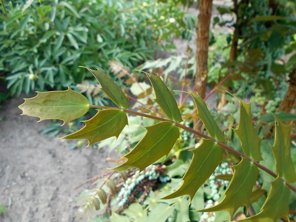 Bordó levelű, örökzöld borbolya / Berberis x media 'Red Jewel'