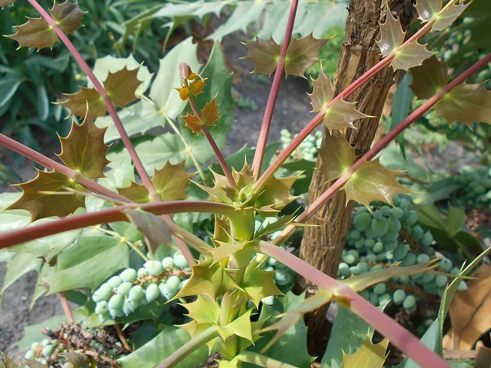 Bordó levelű, örökzöld borbolya / Berberis x media 'Red Jewel'