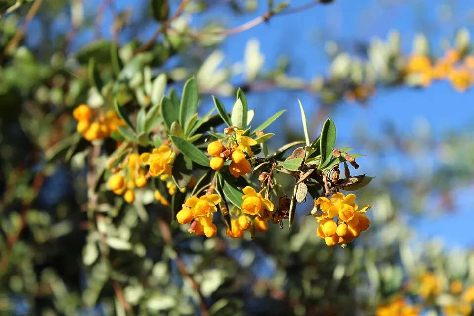 Bordó levelű, örökzöld borbolya / Berberis x media 'Red Jewel'