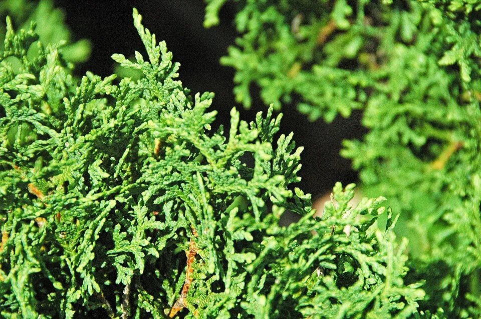 Törpe nyugati gömbtuja / Thuja occidentalis 'Tiny Tim'