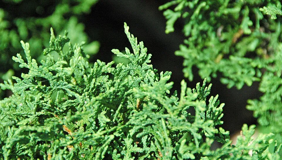 Törpe nyugati gömbtuja / Thuja occidentalis 'Tiny Tim'
