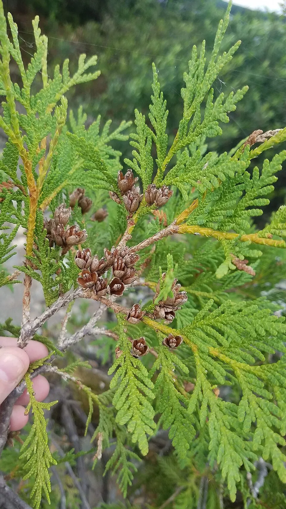 Törpe zöld gömbtuja / Thuja occidentalis 'Waterfield'