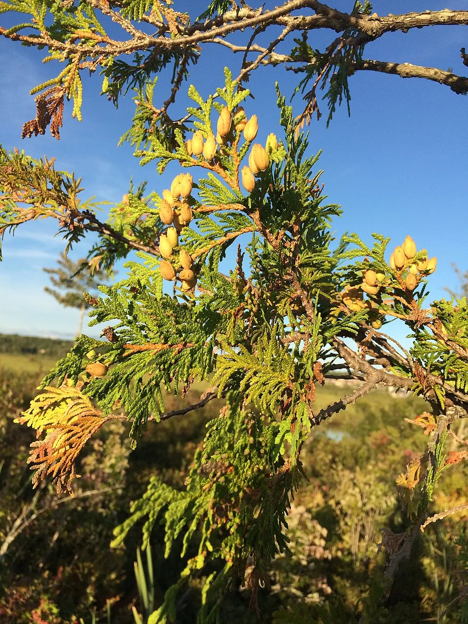 Törpe zöld gömbtuja / Thuja occidentalis 'Waterfield'