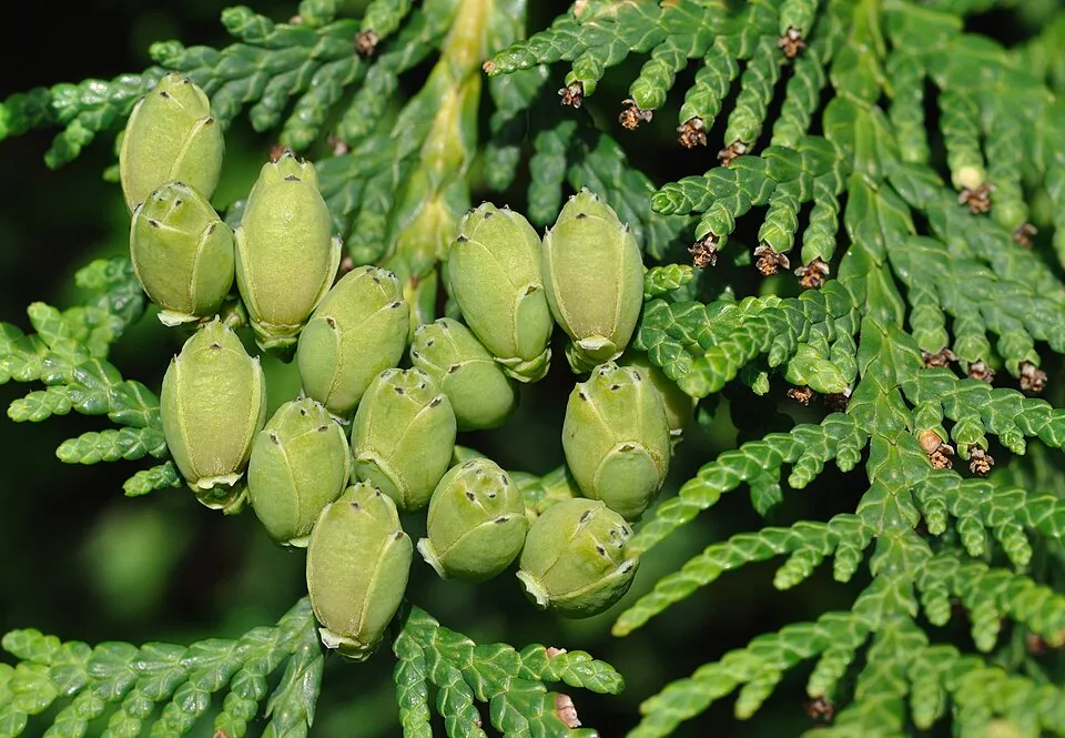 Törpe zöld gömbtuja / Thuja occidentalis 'Waterfield'