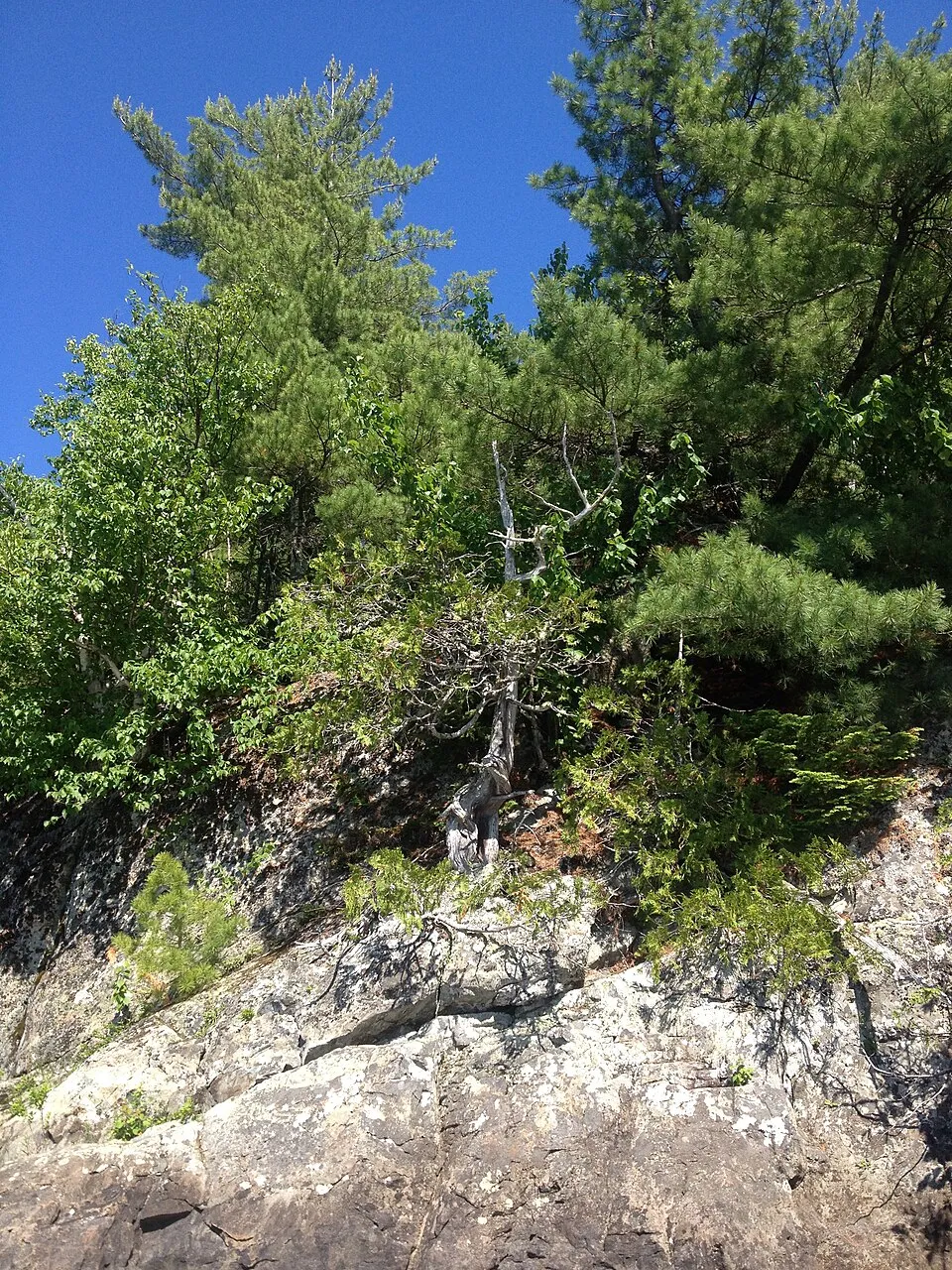 Törpe zöld gömbtuja / Thuja occidentalis 'Waterfield'