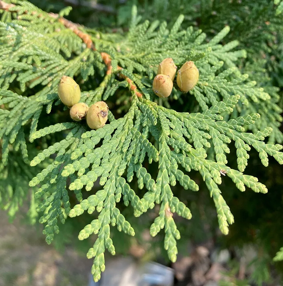Törpe zöld gömbtuja / Thuja occidentalis 'Waterfield'