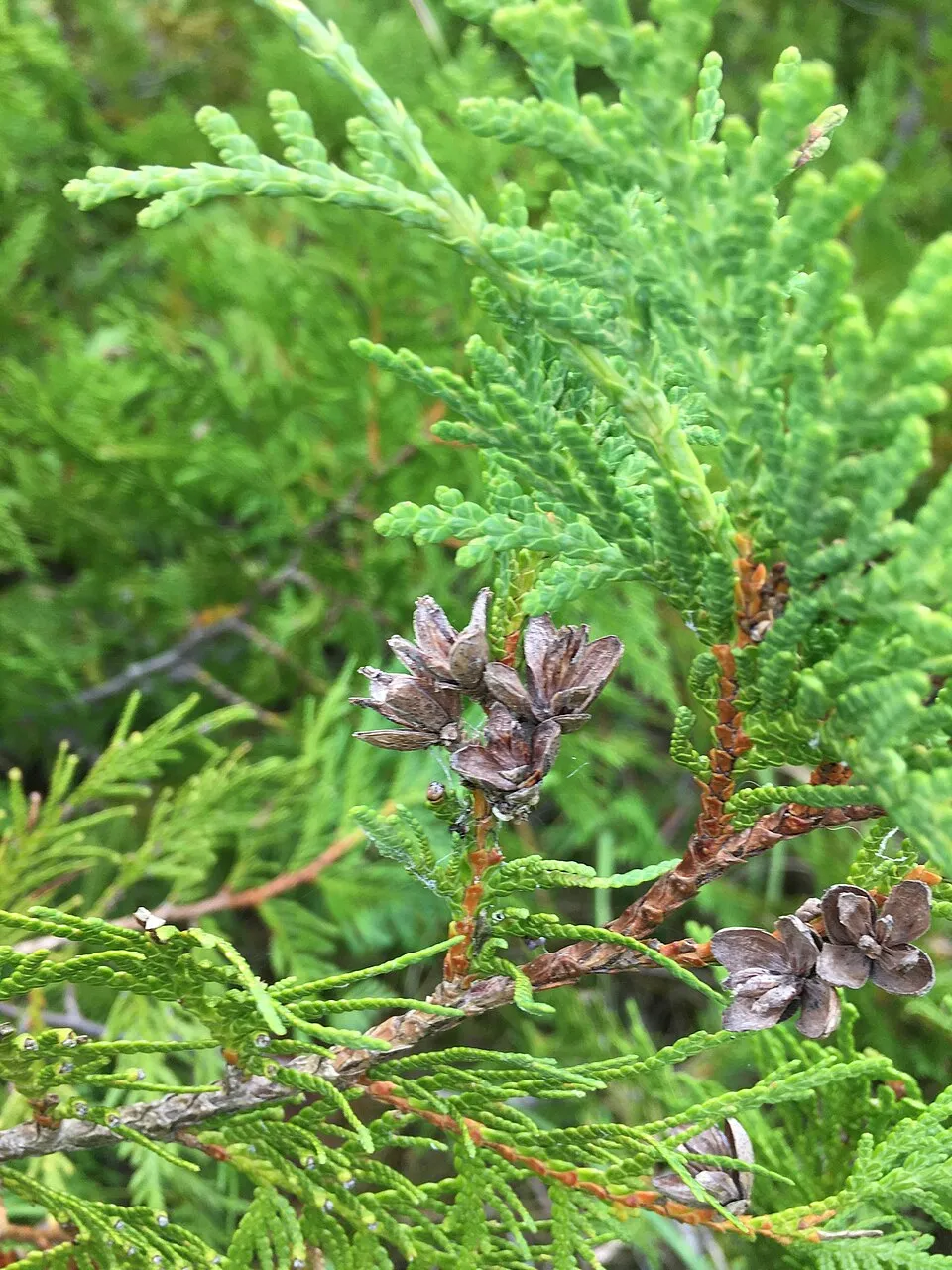 Törpe zöld gömbtuja / Thuja occidentalis 'Waterfield'