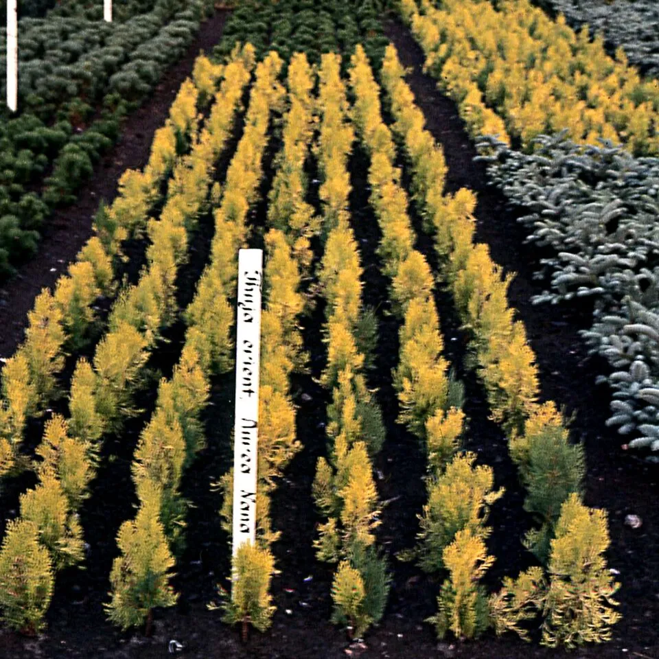 Sárga levelű, törpe keleti tuja / Thuja orientalis 'Aurea Nana'