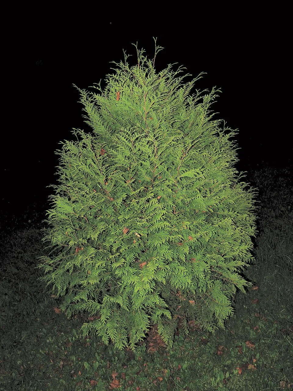 Sárga levelű, törpe keleti tuja / Thuja orientalis 'Aurea Nana'
