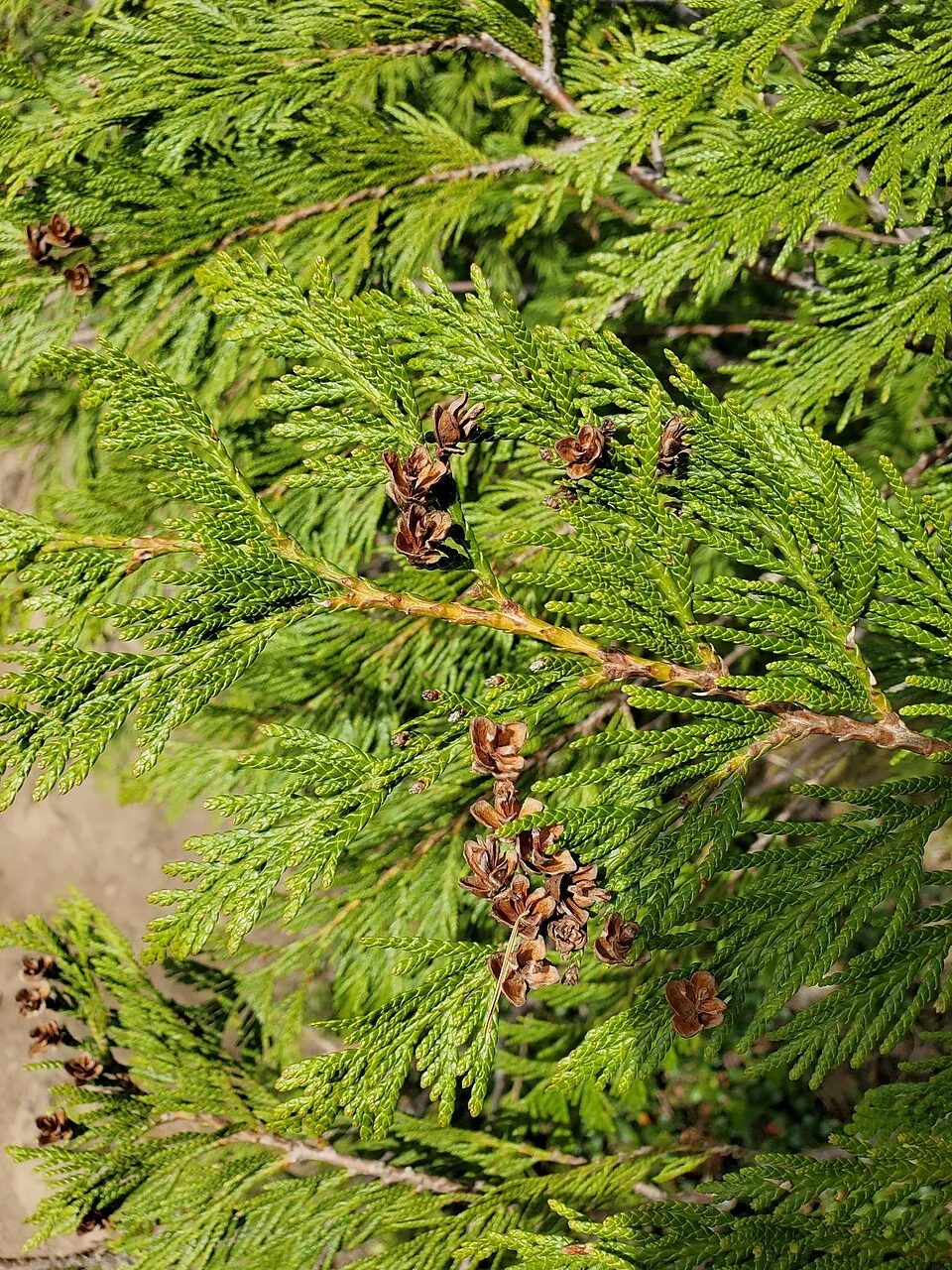 Sárgás hajtásvégű, kúp alakú, oszlopos óriás tuja / Thuja plicata '4ever' ® ('Goldy')