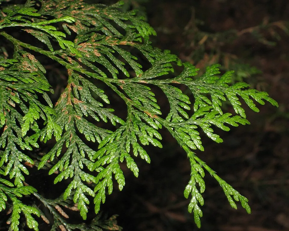 Sárgás hajtásvégű, kúp alakú, oszlopos óriás tuja / Thuja plicata '4ever' ® ('Goldy')