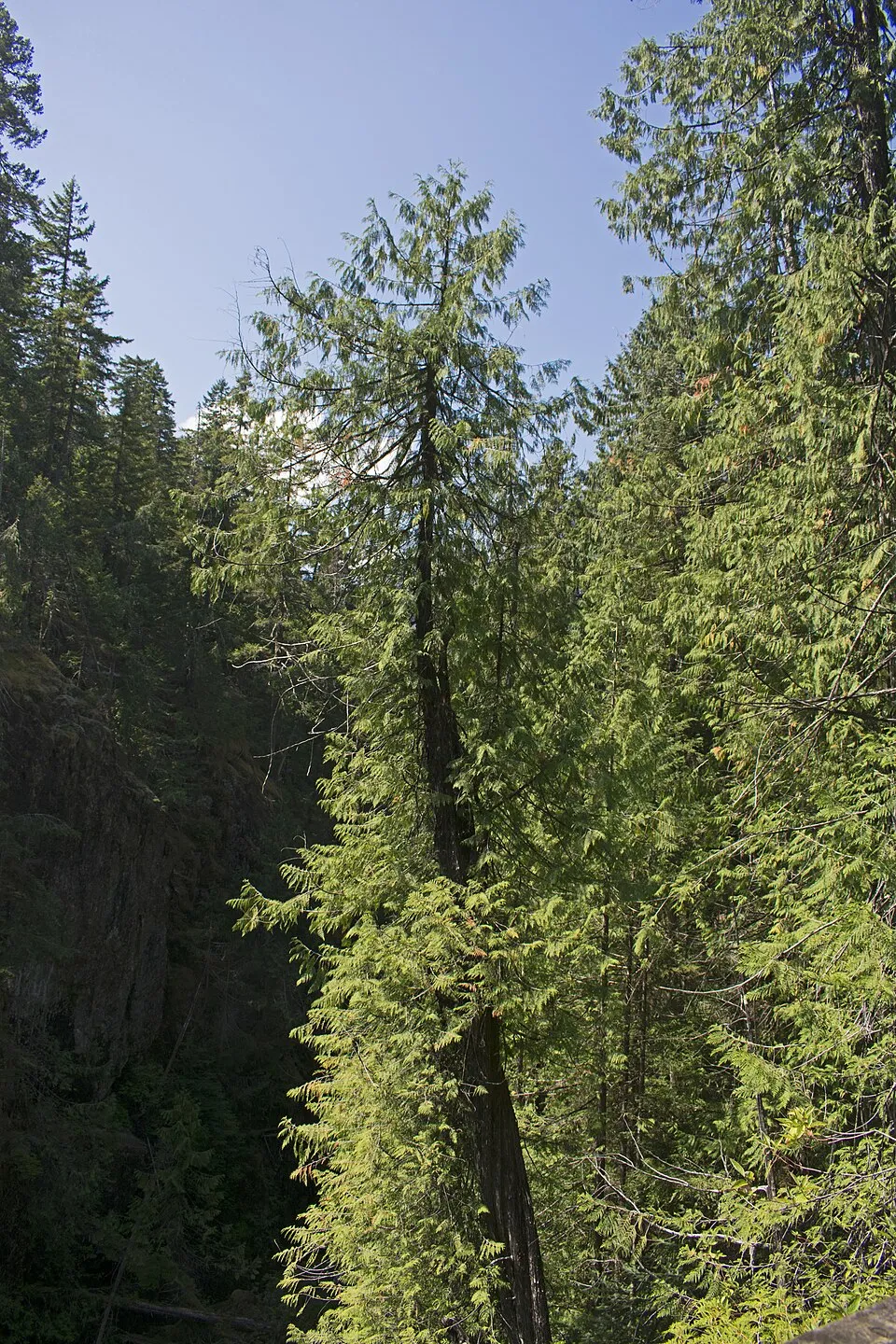 Sárgás hajtásvégű, kúp alakú, oszlopos óriás tuja / Thuja plicata '4ever' ® ('Goldy')
